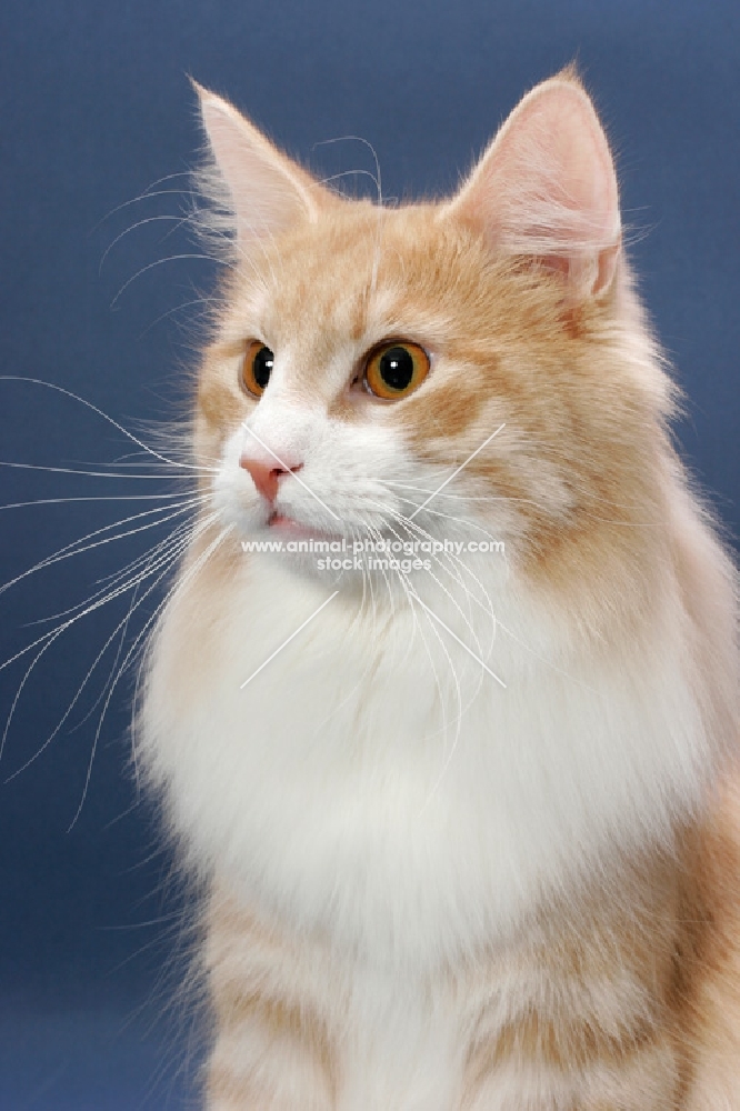 Cream Mackerel Tabby & White Norwegian Forest cat