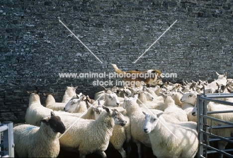 Welsh Sheepdog running over sheep