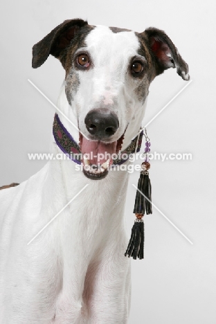 white and brindle Greyhound, australian champion and Finnish champion