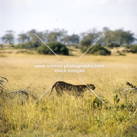 cheetah walking in high grass in amboseli np