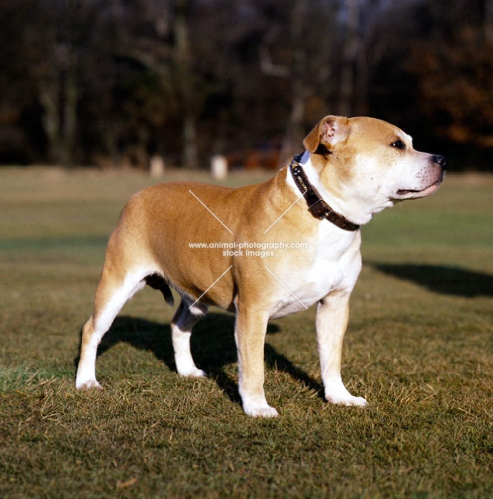 Staffordshire bull terrier looking out