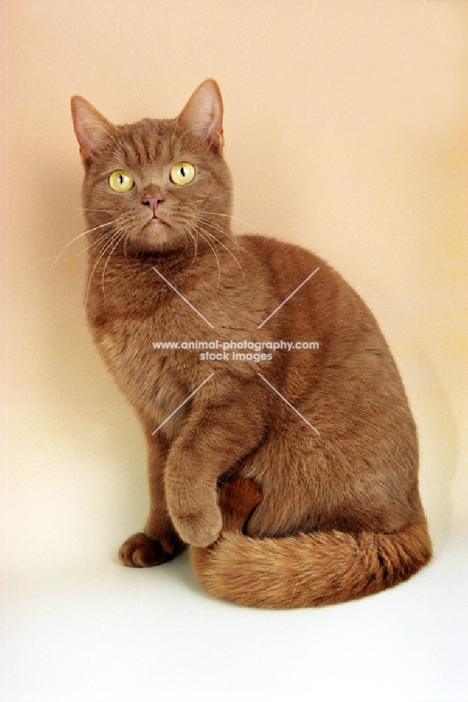 cinnamon British Shorthair cat, sitting down