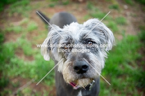 terrier mix in grass