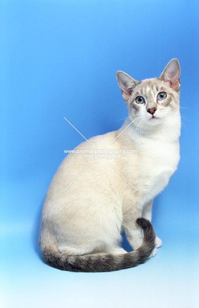 Snowshoe sitting on blue background