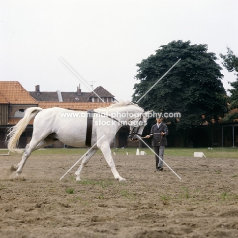 Hanoverian on lungeing rein at Celle