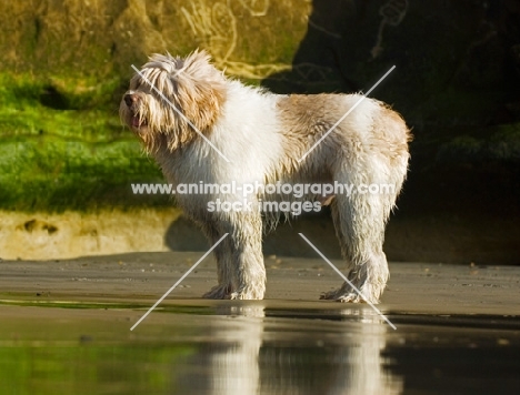 Polish Lowland Sheepdog (aka polski owczarek nizinny), side view