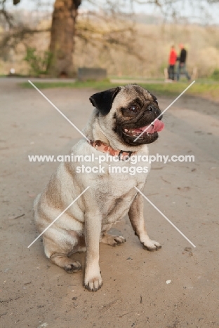 Pug dog standing in the park with tongue out and looking away