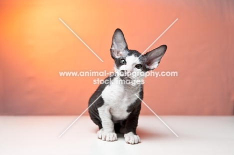 Peterbald kitten sitting down instudio