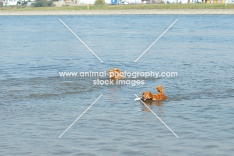 nova scotia duck tolling retrievers in water