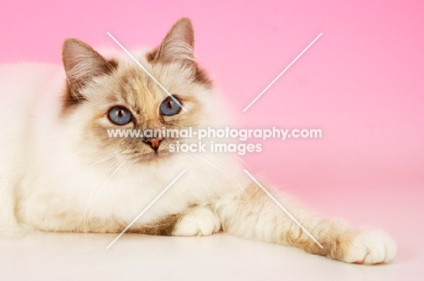 blue tortie Birman on pink background