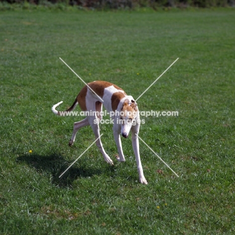 show greyhound walking in a field