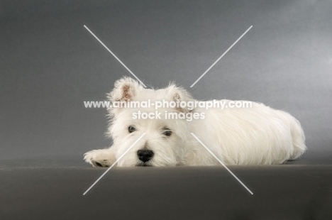 West Highland White puppy resting on a grey background