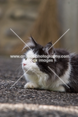 black and white cat lying on road