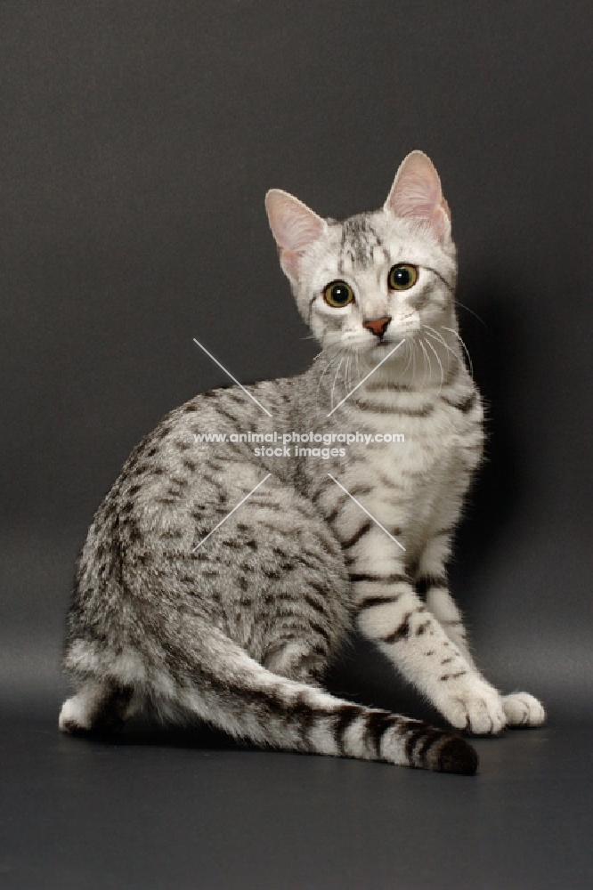 Egyptian Mau turning, silver spotted tabby