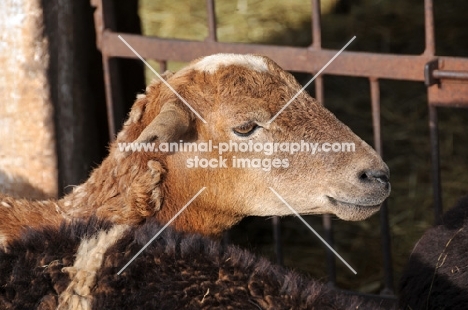 Nguni sheep