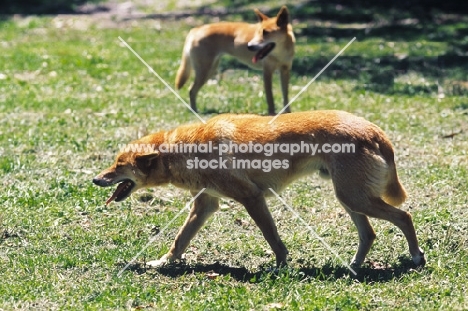 Dingo walking