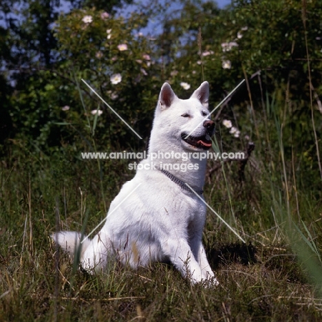 kishu,  ribbons chiyohime of shima, sitting 