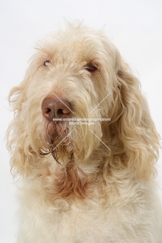 Australian Champion White & Orange Italian Spinone, headshot