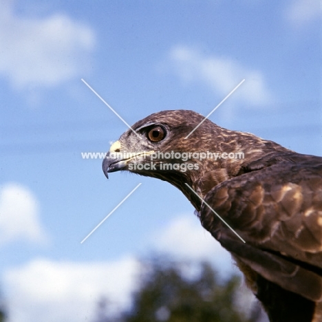 buzzard, portrait side view