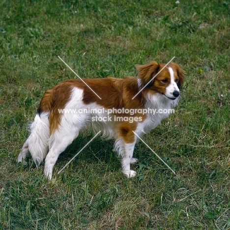 kooikerhondje standing in grass