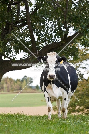 Holstein Friesian under tree