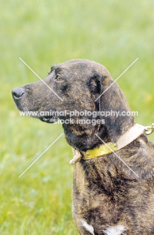 Adult Plott Hound