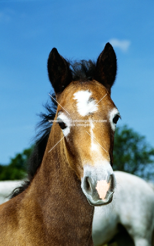 connemara pony foal shedding the baby coat