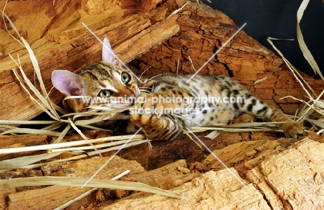 bengal lying on wood