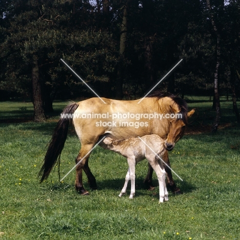 Dulmen mare with foal suckling full body 