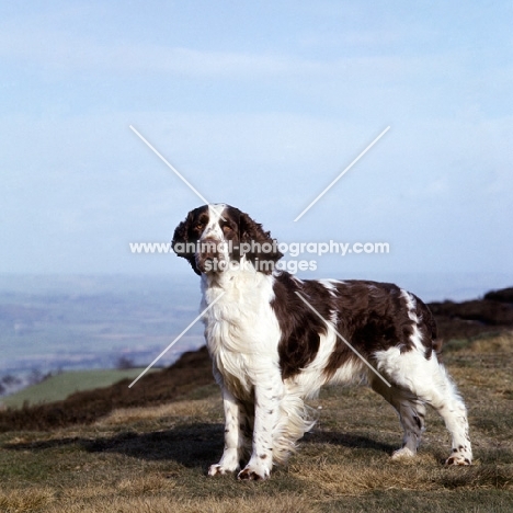 champion english springer spaniel standing on a hill