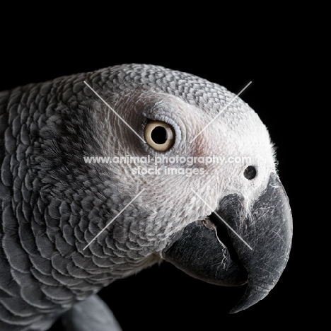 Profile of an African Grey Parrot's head
