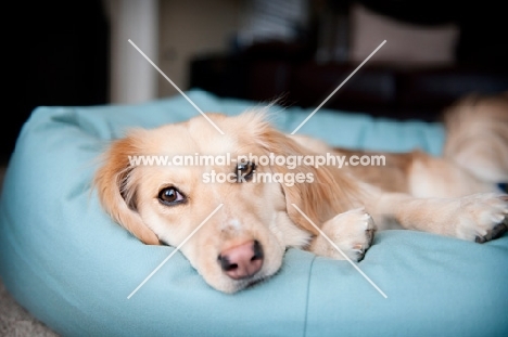 corgi mix lying in blue dog bed