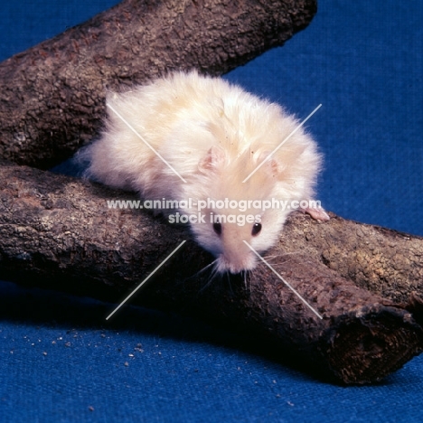 ruby eyed satinized long hair cream hamster on a branch