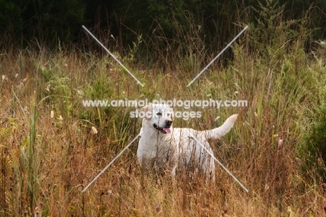 yellow labrador standing in tall grass