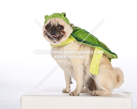 pug dressed up