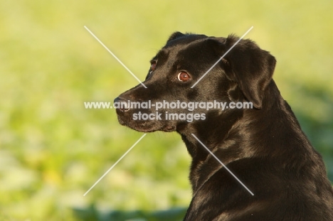 black Labrador looking back