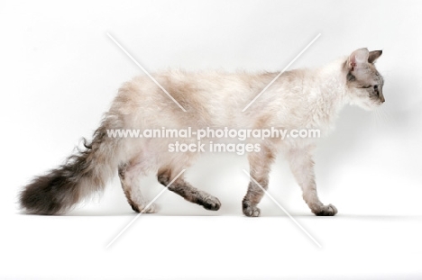 Laperm cat, Seal Tortie Lynx Point coloured