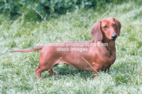 smooth Dachshund 