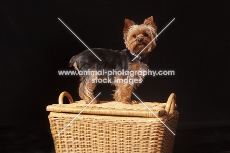 Yorkshire Terrier standing on basket