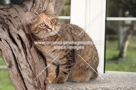 Manx cat leaning against cat tree