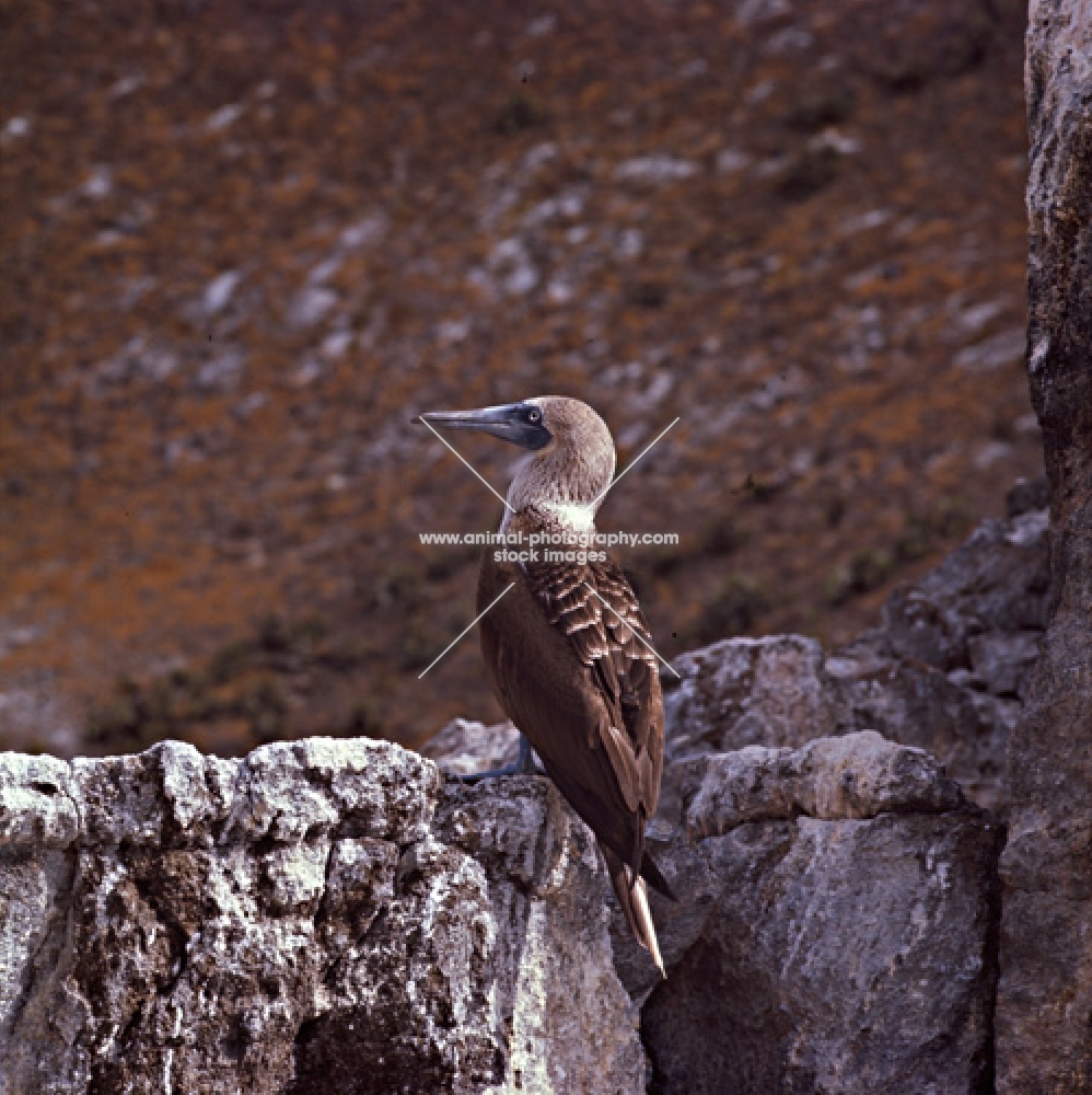 blue footed booby on daphne island crater rim, galapagos islands