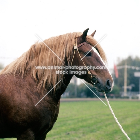 russian heavy draught horse at moscow exhibition