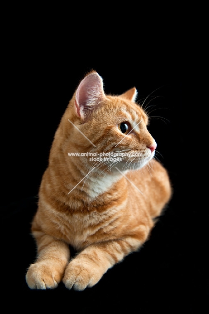 cat lying down, looking alert