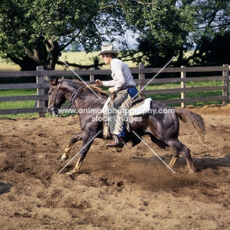 quarter horse and rider working