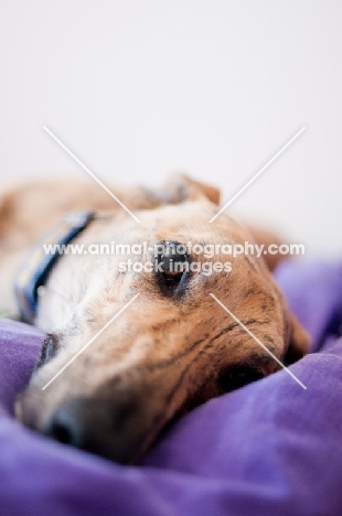 Whippet resting on blanket