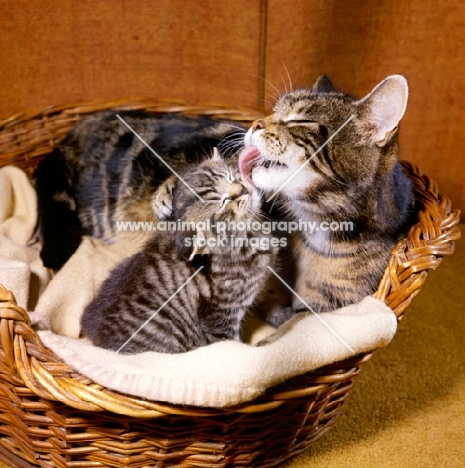 tabby kitten being washed by mother in basket