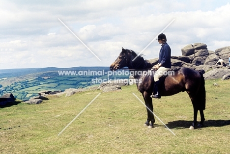 pony and rider on dartmoor