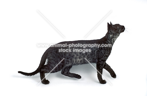 black smoke Egyptian Mau cat
