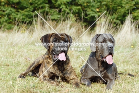 cane corso pair