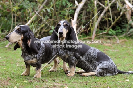 two Basset Bleu de Gascogne dogs